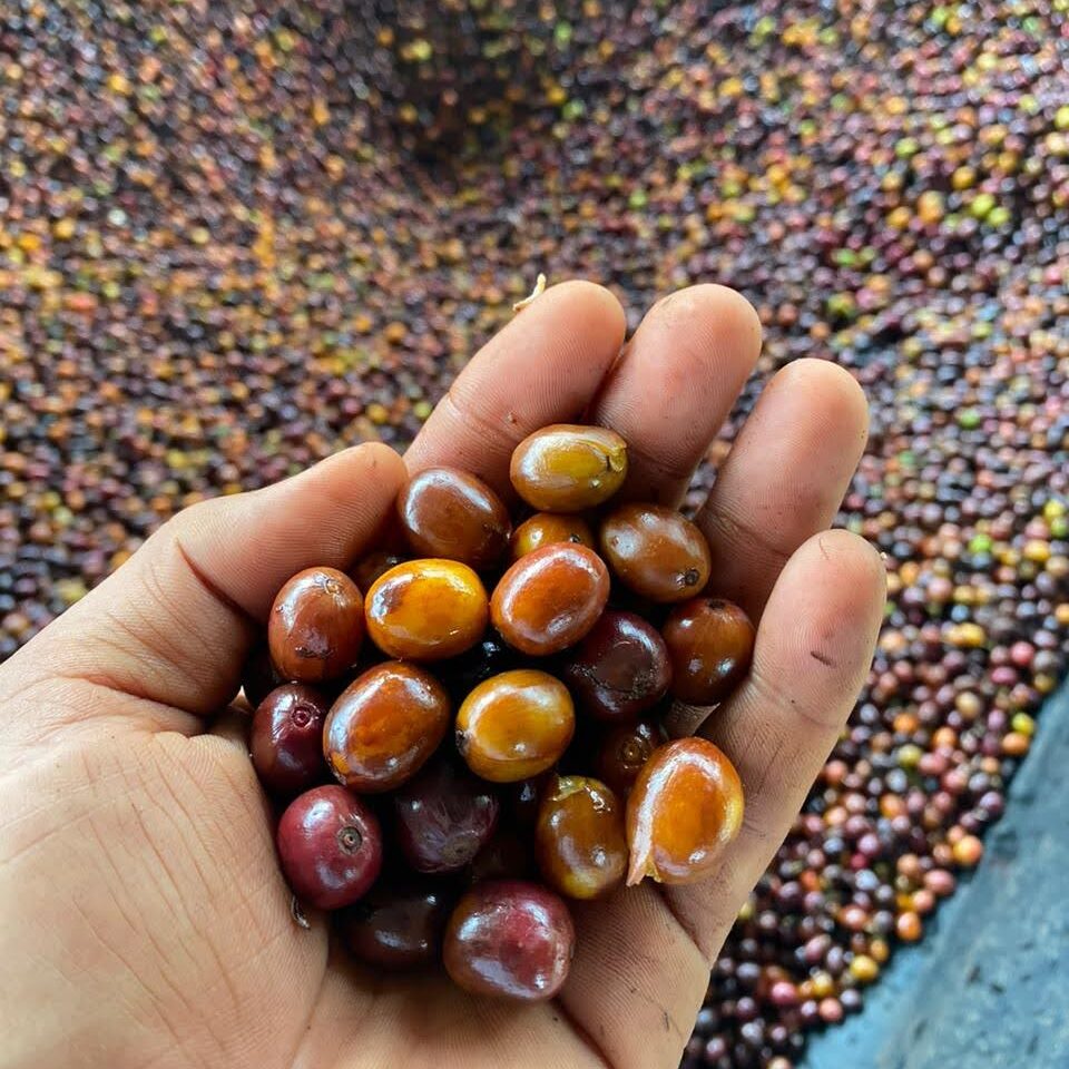 KOLUMBIEN FINCA NOGALES CHOCOBERRY – Bild 3